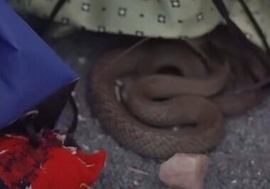Watch: Highly Venomous Snake Found In Young Girl's Bedroom